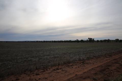 Fields near Ardlethan (27/07/2015)