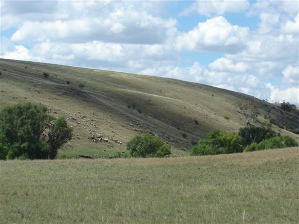 Monaro Plains - Summer (1/02/2005 - Credits: Colin McDougall)