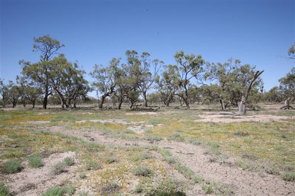 Bindara Station on the Darling - Period Homestead & Outbuildings (20/11/2015)