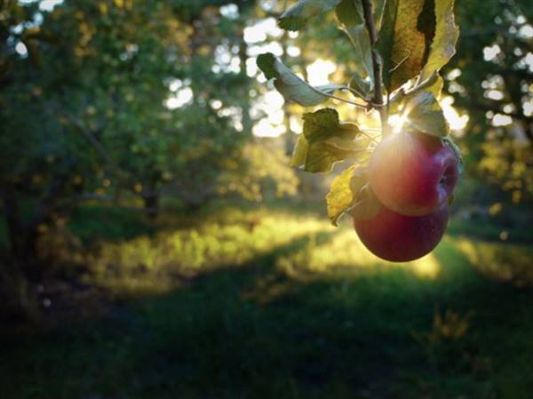 Logan Brae Orchard (17/04/2015)