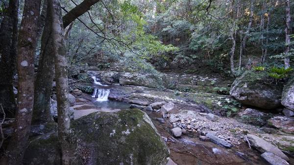 Minnamurra Rainforest Walk - Budderoo National Park (2/07/2016 - Credits: Mary Barltrop)