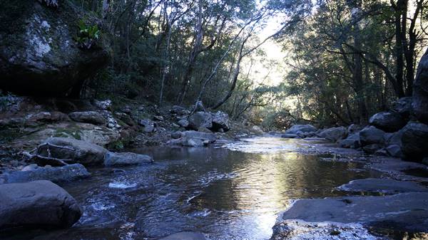 Minnamurra Rainforest Walk - Budderoo National Park (2/07/2016 - Credits: Mary Barltrop)