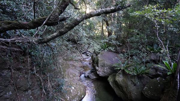 Minnamurra Rainforest Walk - Budderoo National Park (2/07/2016 - Credits: Mary Barltrop)