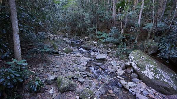 Minnamurra Rainforest Walk - Budderoo National Park (2/07/2016 - Credits: Mary Barltrop)