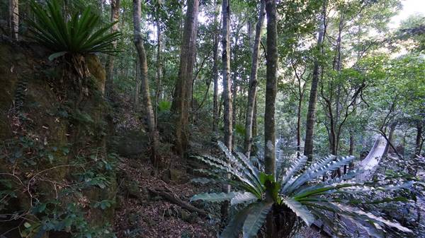 Minnamurra Rainforest Walk - Budderoo National Park (2/07/2016 - Credits: Mary Barltrop)
