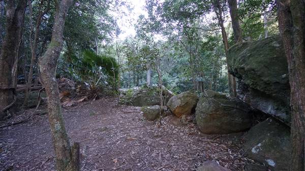 Minnamurra Rainforest Walk - Budderoo National Park (2/07/2016 - Credits: Mary Barltrop)