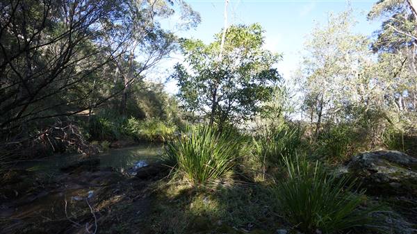 Fitzroy Falls & Twin Falls - Morton National Park (4/07/2016 - Credits: Mary Barltrop)