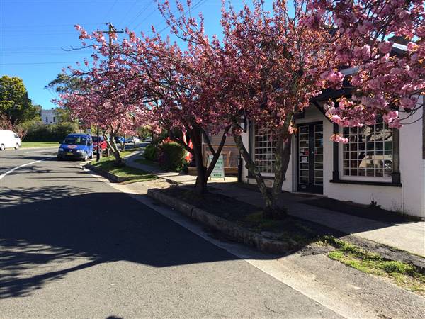 MT VICTORIA MAIN STREET (25/10/2016)