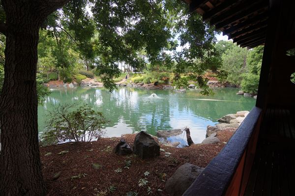 Auburn Botanic Gardens - Japanese Garden (4/02/2018 - Credits: Mary Barltrop)