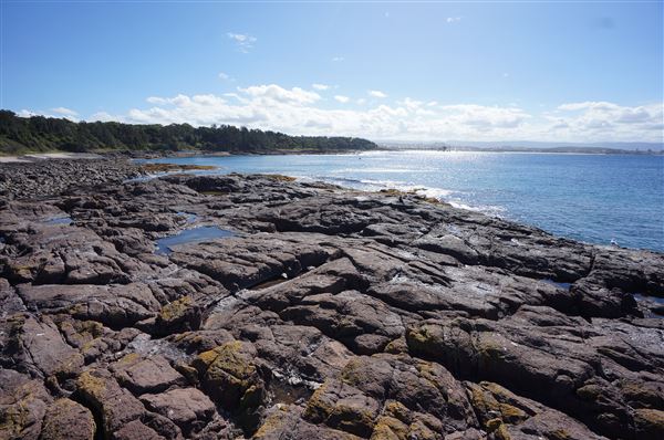 Bass Point Reserve (2/02/2018 - Credits: Mary Barltrop)