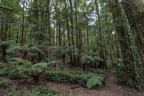 Cathedral of Ferns - Mount Wilson (31/10/2018)