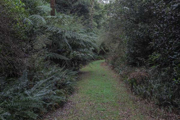 Cathedral of Ferns - Mount Wilson (31/10/2018)