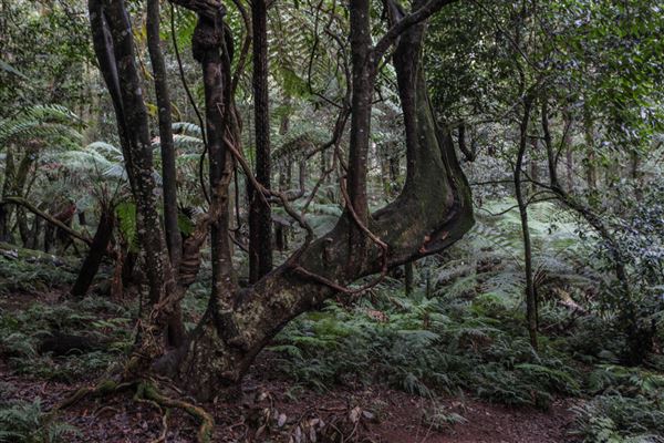 Cathedral of Ferns - Mount Wilson (31/10/2018)