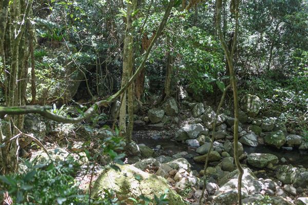 Minnamurra Rainforest Walk - Budderoo National Park (30/10/2018)