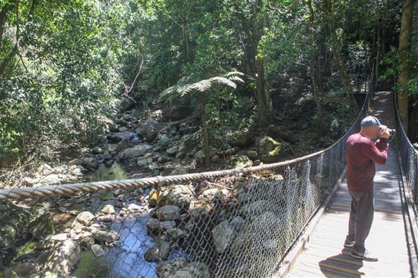 Minnamurra Rainforest Walk - Budderoo National Park (30/10/2018)
