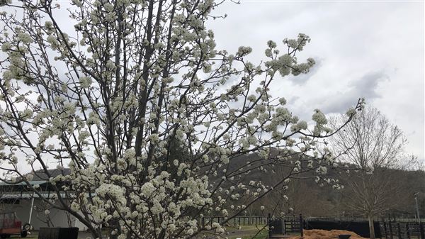 East Tamworth (17/09/2018 - Credits: Shannon Wheeler)