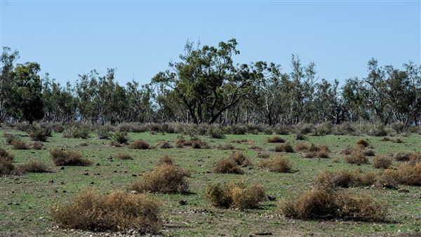 Curlewis (21/09/2018 - Credits: Colin McDougall)