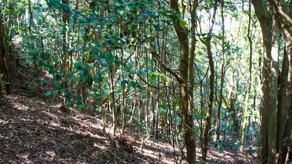 Glengariff Estate Rainforest (15/10/2019 - Credits: Jeremy Peek)