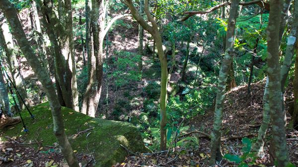 Glengariff Estate Rainforest (15/10/2019 - Credits: Jeremy Peek)