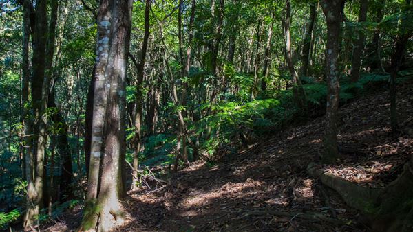 Glengariff Estate Rainforest (15/10/2019 - Credits: Jeremy Peek)