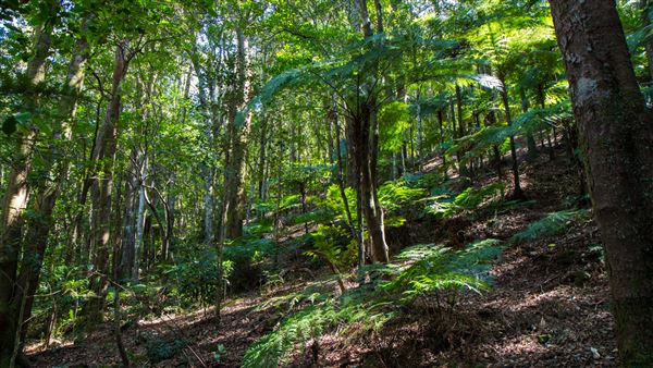Glengariff Estate Rainforest (15/10/2019 - Credits: Jeremy Peek)