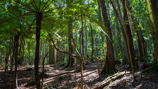 Glengariff Estate Rainforest (15/10/2019 - Credits: Jeremy Peek)