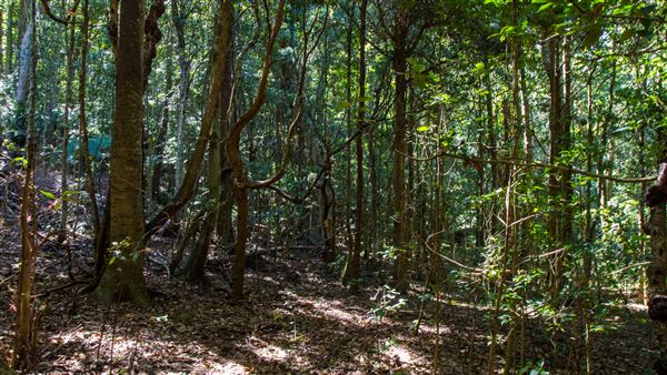 Glengariff Estate Rainforest (15/10/2019 - Credits: Jeremy Peek)