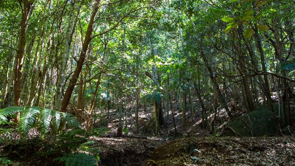 Glengariff Estate Rainforest (15/10/2019 - Credits: Jeremy Peek)