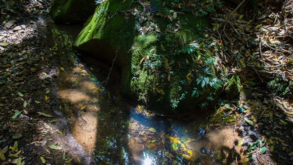 Glengariff Estate Rainforest (15/10/2019 - Credits: Jeremy Peek)