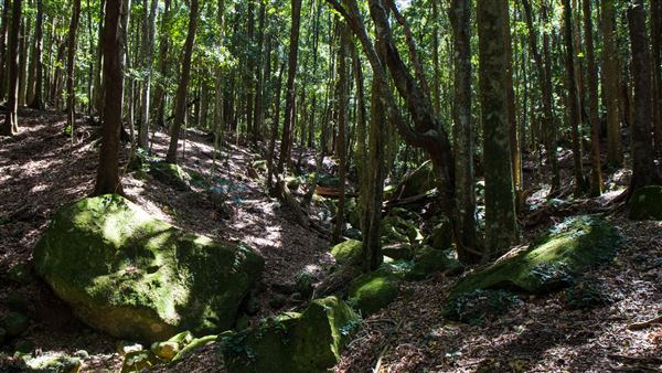 Glengariff Estate Rainforest (15/10/2019 - Credits: Jeremy Peek)