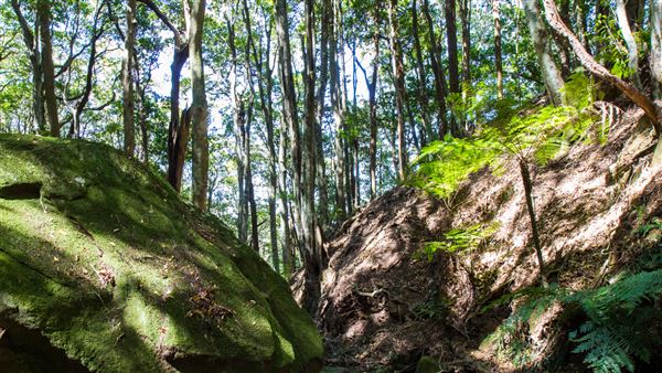 Glengariff Estate Rainforest (15/10/2019 - Credits: Jeremy Peek)
