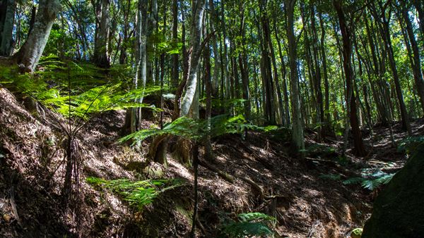 Glengariff Estate Rainforest (15/10/2019 - Credits: Jeremy Peek)