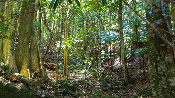 Glengariff Estate Rainforest (15/10/2019 - Credits: Jeremy Peek)