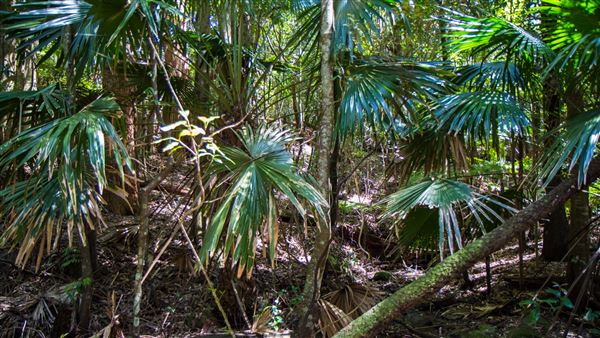 Glengariff Estate Rainforest (15/10/2019 - Credits: Jeremy Peek)