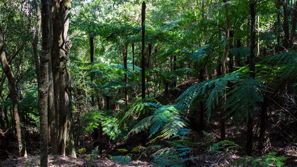 Glengariff Estate Rainforest (15/10/2019 - Credits: Jeremy Peek)