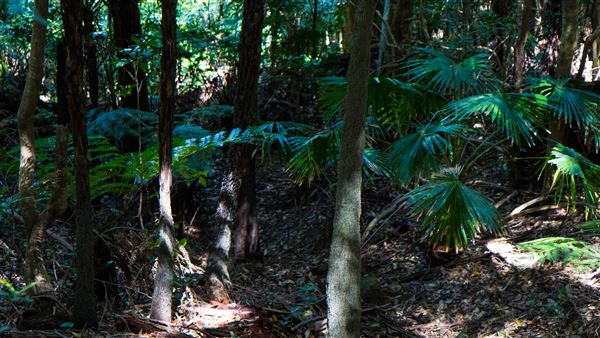 Glengariff Estate Rainforest (15/10/2019 - Credits: Jeremy Peek)