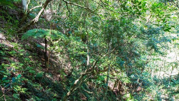 Glengariff Estate Rainforest (15/10/2019 - Credits: Jeremy Peek)