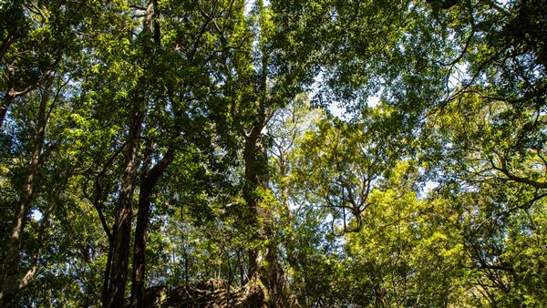 Glengariff Estate Rainforest (15/10/2019 - Credits: Jeremy Peek)