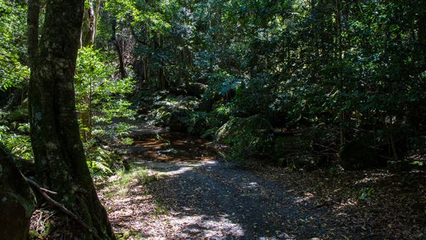 Glengariff Estate Rainforest (15/10/2019 - Credits: Jeremy Peek)