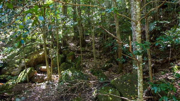 Glengariff Estate Rainforest (15/10/2019 - Credits: Jeremy Peek)