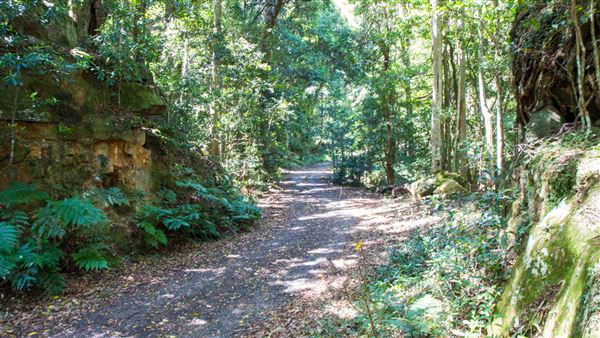 Glengariff Estate Rainforest (15/10/2019 - Credits: Jeremy Peek)