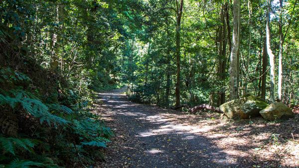 Glengariff Estate Rainforest (15/10/2019 - Credits: Jeremy Peek)