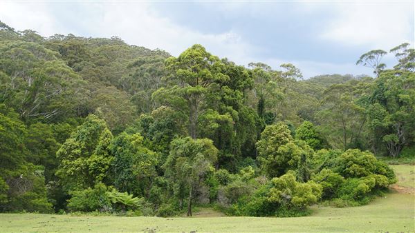 Otford Farm - The Pines Paddock with Jungle Gully (19/11/2019 - Credits: Screen NSW)
