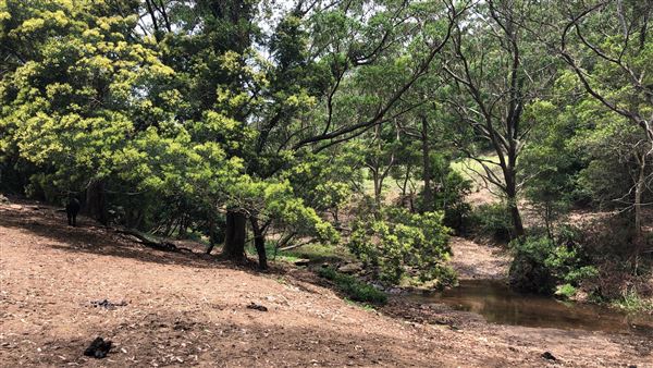 Otford Farm - The Pines Paddock with Jungle Gully (19/11/2019 - Credits: Screen NSW)