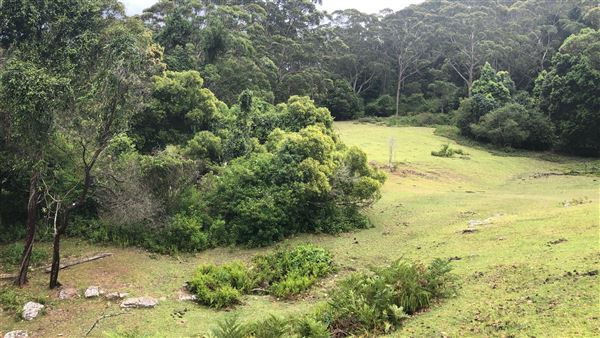 Otford Farm - The Pines Paddock with Jungle Gully (19/11/2019 - Credits: Screen NSW)