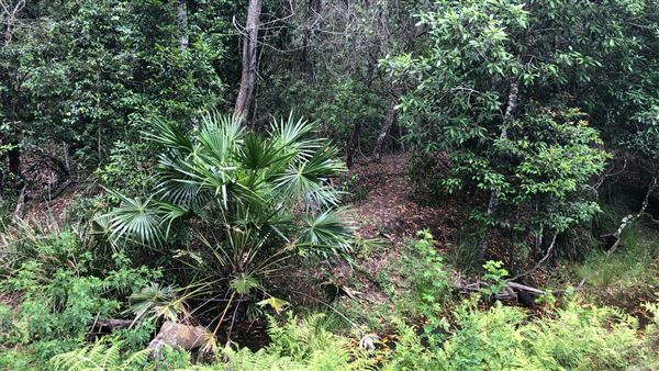 Otford Farm - The Pines Paddock with Jungle Gully (19/11/2019 - Credits: Screen NSW)