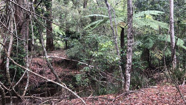 Otford Farm - The Pines Paddock with Jungle Gully (19/11/2019 - Credits: Screen NSW)