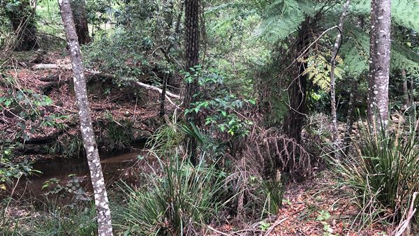 Otford Farm - The Pines Paddock with Jungle Gully (19/11/2019 - Credits: Screen NSW)