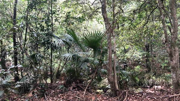 Otford Farm - The Pines Paddock with Jungle Gully (19/11/2019 - Credits: Screen NSW)