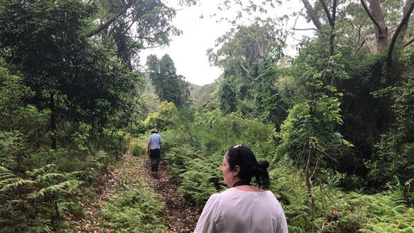 Otford Farm - The Pines Paddock with Jungle Gully (19/11/2019 - Credits: Screen NSW)
